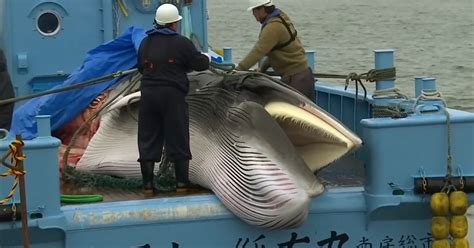 Japan Resumes Whaling After 31 Years Huffpost Uk News