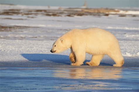 Polar Bear Arctic National Wildlife Refuge Alaska Carl Donohue