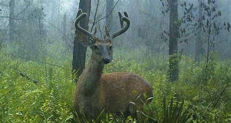 Biggest Deer Ever Killed In Florida