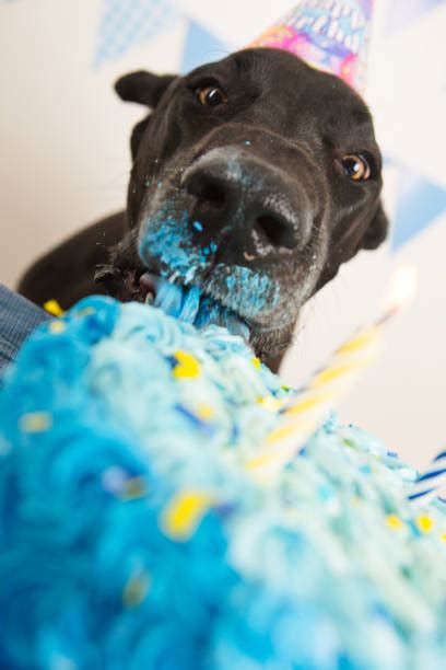 Dog Eating Birthday Cake