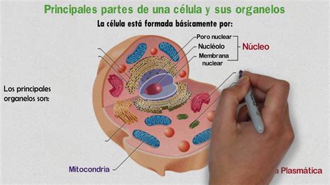 Celula Del Cuerpo Humano Y Sus Partes Consejos Celulares