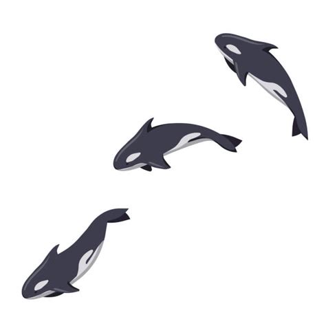 Killer Whale Jumping Out Of Water Background Illustrations Royalty