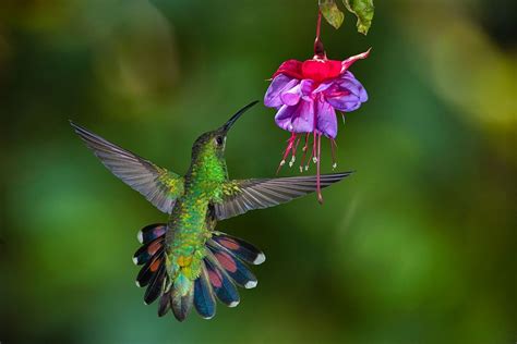 Hummingbird Photography Hummingbirds Photography Large Photo Prints