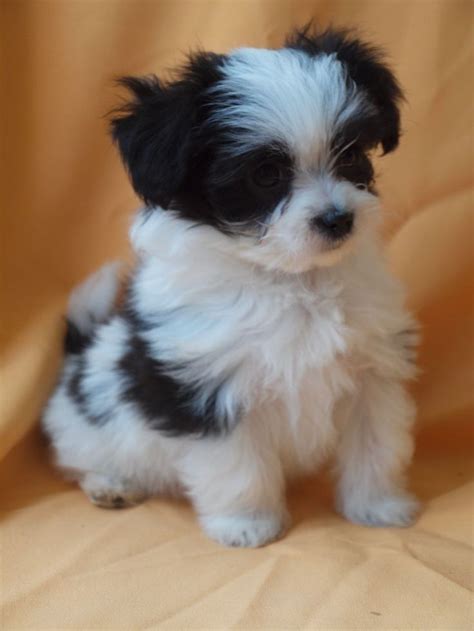 Papillon Puppies For Sale Pets4homes Papillion Puppies Shitzu