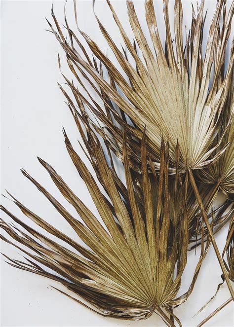 Bloomex offers same day flower delivery to gold coast and surrounding area, six days a week. Pack of 5 - Dried Palm Leaves in Gold Bronze | Tropical ...