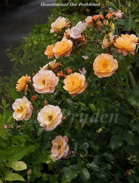 Plantfiles Pictures Shrub Rose Groundcover Rose Flower Carpet Amber