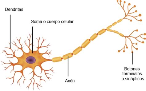 La Neurona
