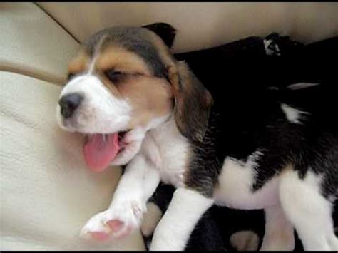 A common condition, it can occur when babies have a high level of bilirubin, a yellow pigment produced during the breakdown of red blood cells. Very sleepy beagle puppy - YouTube