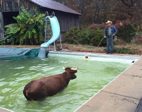 Cow Rescued After Being Stuck In Catawba County Swimming Pool Wccb