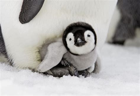 8 Baby Penguins That Are Pretty Cute But Dont Stand A Chance Against
