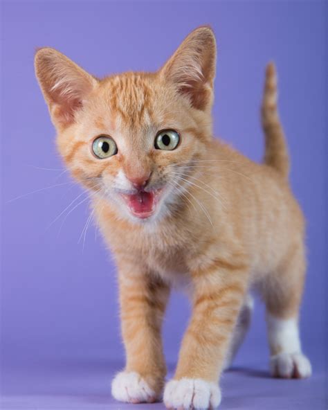 Cat Studio Photography Orange Kitten Meowing