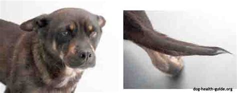 Among these, as many as 20% manifest as mast cell tumors, while the rest show up in the. Hypothyroidism Canine Causes And Treatment