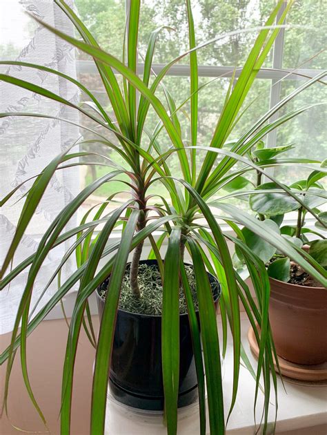 How To Care For And Propagate Dracaena Marginata Sprouts And Stems