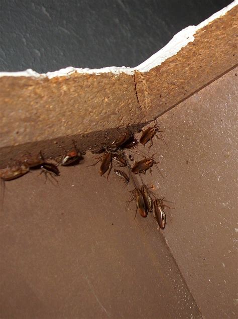 Fill the cracks using a caulking gun. roaches in cabinets 010 - Swat Team Pest Control Services ...