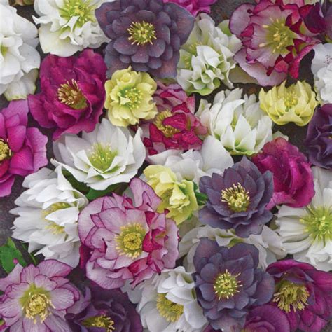 Its parent strains are wedding cake and grape. The Marital Bliss Hellebore Pre-Order: The Wedding Party ...