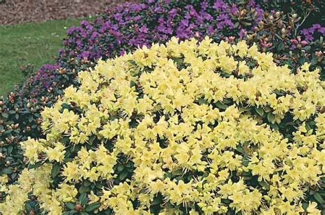 Though specific directions vary for the plants you purchase, knowing your growing zone is an important first step. Most Exotic Flower Bushes - Black Cock Shemale