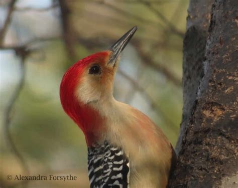 Red Bellied Woodpecker Indiana Audubon Society