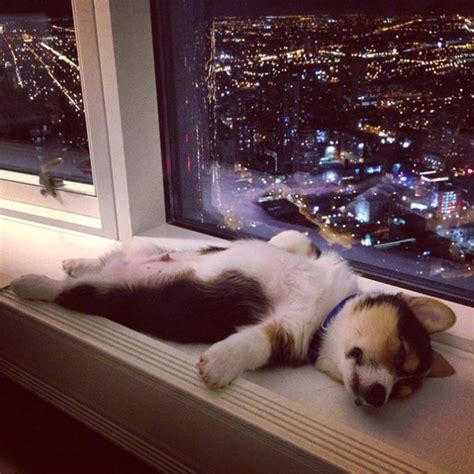 20 Puppies Sleeping In Weird Position Travels And Living