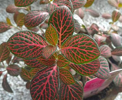 Nerve plant will collapse if it dries out. Fascinating Nerve Plant (Fittonia)- indoor Victoria City ...