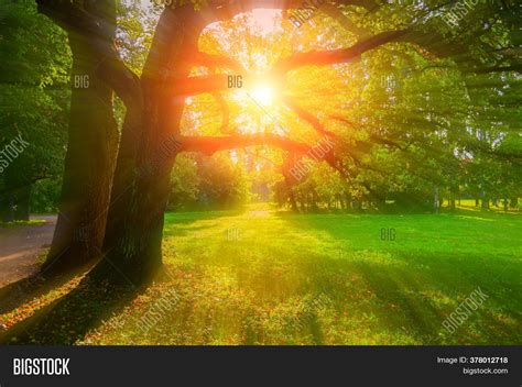 Autumn Trees Sunny Image And Photo Free Trial Bigstock