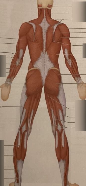 Posterior View Of Superficial Muscles Diagram Quizlet