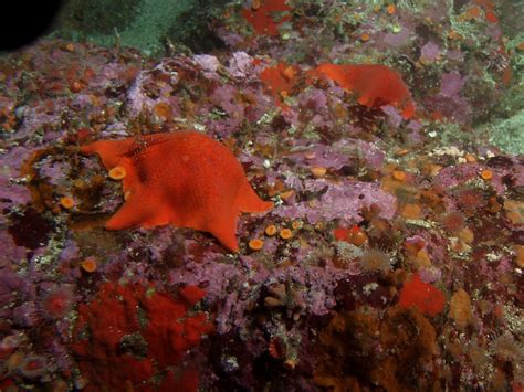 Sanc1613 Bat Sea Stars Asterina Minuita In Rocky Reef Ha Flickr
