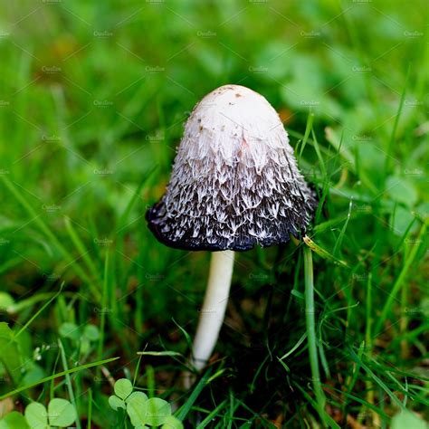 Black And White Non Edible Mushroom Nature Stock Photos Creative Market