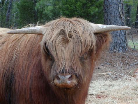 Bull Photos Heartland Highland Cattle