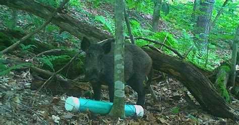Terrible For The Environment Why The Usda Killed A Wild Pig Found In