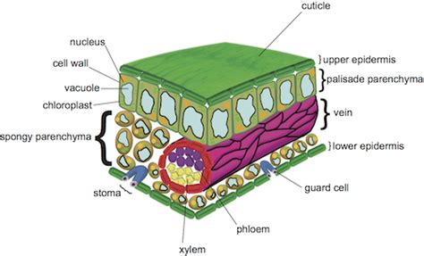 Biology Leaf Structure Shmoop Biology