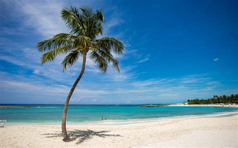 With white sand and chairs. Tropical Island Beach Coconut Tree Free Wallpaper HD
