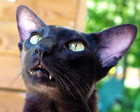 18 Best Cats Oriental Shorthair Images On Pinterest