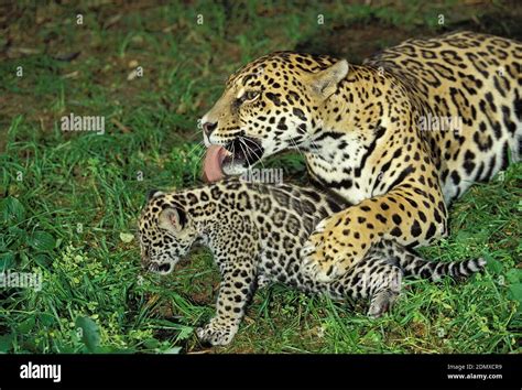 Jaguar Panthera Onca Mother Licking Cub Stock Photo Alamy