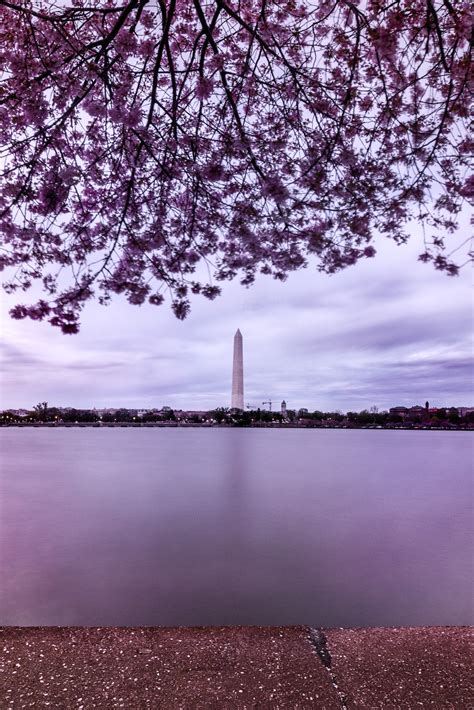 Washington Dc Cherry Blossoms Photography Tours And Cultural Adventures