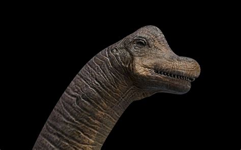 Brachiosaurus 3d Model By Mcflyhigh1