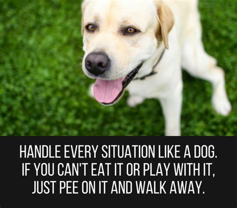30 Cute And Funny Dog Quotes Mefics