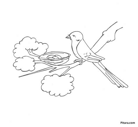 Bird In The Nest Coloring Page Pitara Kids Network