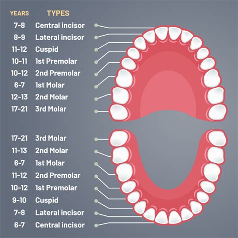 This Is The Life Cycle Of Your Teeth Floss Company