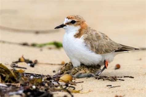 Adult Female Brooding 2 Chicks New Zealand Birds Online