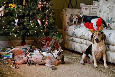 #cats and dogs #christmas cat. These Dogs And Cats Are Trying To Ruin Christmas (26 pics)