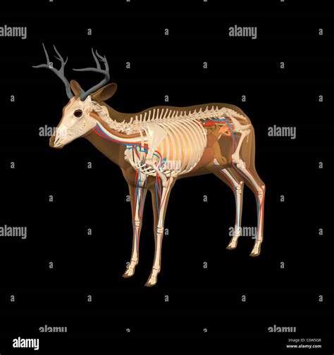 Deer Antler Anatomy