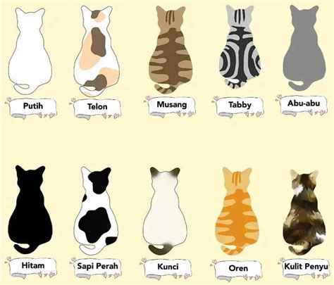 Mengenal Karakter Kucing Berdasarkan Warna Bulunya Pecinta Kucing
