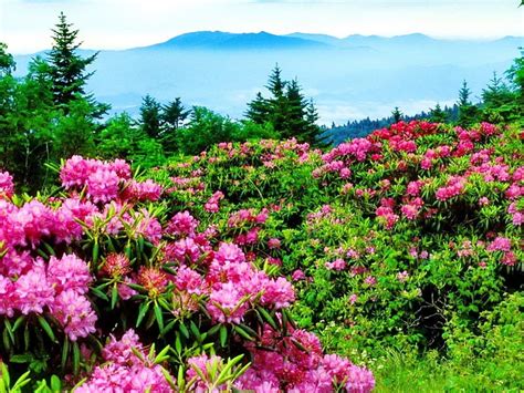 Beautiful Pink Flowers In Mountain Colors Of Nature Colorful