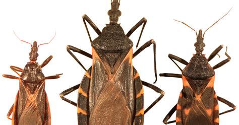 Kissing Bug Carrying Deadly Parasite Reported In Colorado