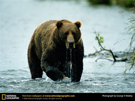The Biggest Of The Big—the Brown Bears Of Alaska And Russias Far East