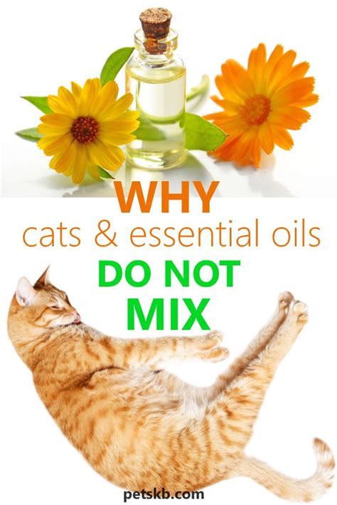 Are Essential Oils Dangerous For Cats • The Pets Kb Essential Oils