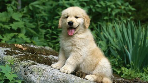 Baby Golden Retriever Puppy Baby Cute Puppy Pictures Joyful Puppy