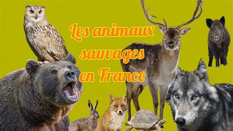 Les Animaux Sauvages En France Youtube