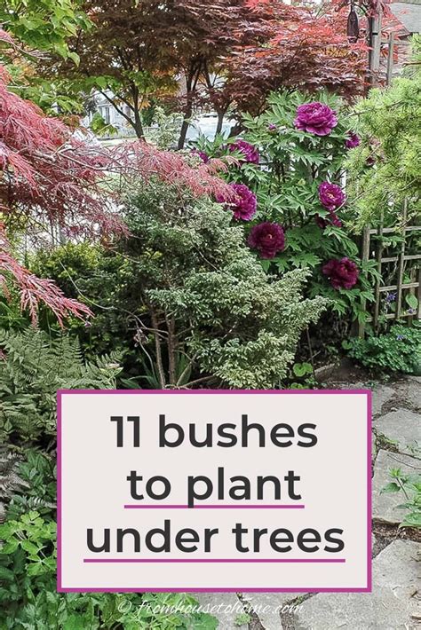 Shade Loving Shrubs The Best Bushes To Plant Under Trees