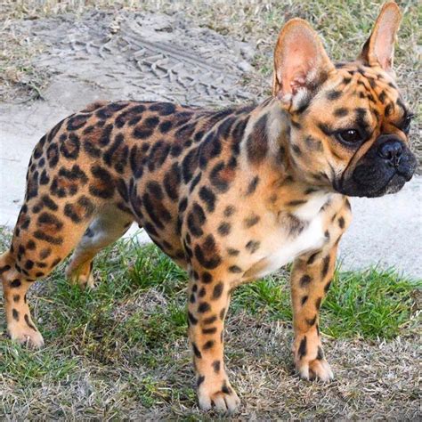 15 French Bulldogs Youve Never Seen Before In Your Life Bulldog